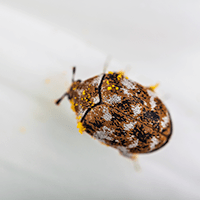 carpet beetles crawling in springfield home