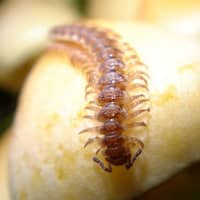 identifying centipedes