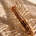 large red house centipede