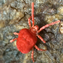 clover mite on a rock in ct