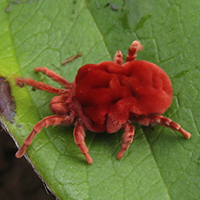 clover mite in springfield