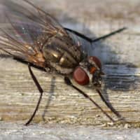 identifying cluster flies