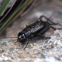 cricket crawling near springfield home
