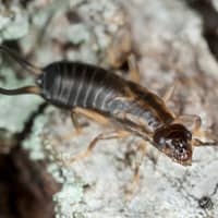 how to identify earwigs