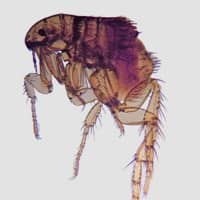 identifying common fleas