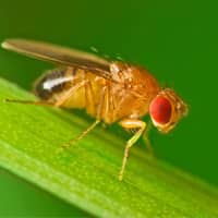 identifying fruit flies