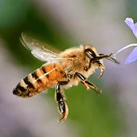 honey bee flying