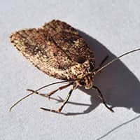 indian meal moth