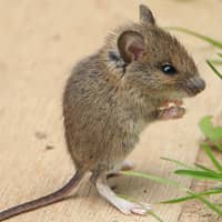 identifying common mice