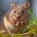 small brown house mouse