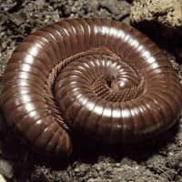 identifying millipedes