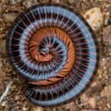 large black and red millipede