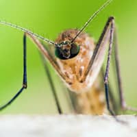 image of a mosquito found in springfield