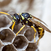 paper wasp on nest