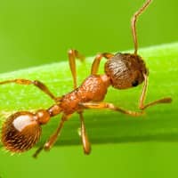 image of a pavement ants on a blade of grass