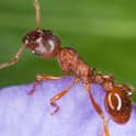 image of a pavement ant on a flower