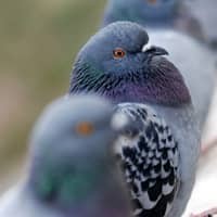 pigeon up close