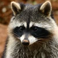 image of a raccoon