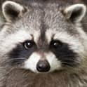 up close image of a raccoon
