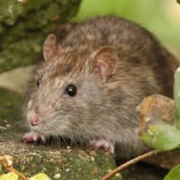 identifying common rats