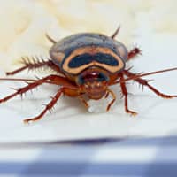 identifying common cockroaches