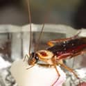 american cockroach infestation