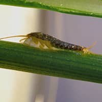 silverfish crawling on plant in springfield home