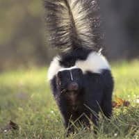 skunk walking in massachusetts