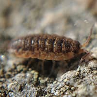 sow bug found on a rock