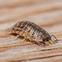 sow bug on wooden surface