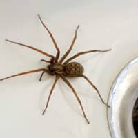 identifying common house spiders
