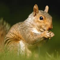 up close image of a squirrel