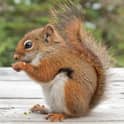 image of a squirrel on a deck