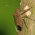 identify stink bugs in springfield