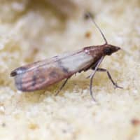 identifying stored product pests