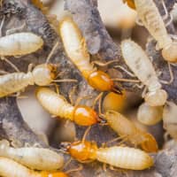identifying termites