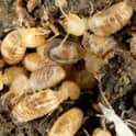 eastern subterranean termite workers