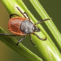 image of a tick on a blade of grass