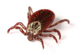 image of a tick on white background