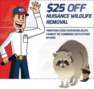 $25 off wildlife removal coupon