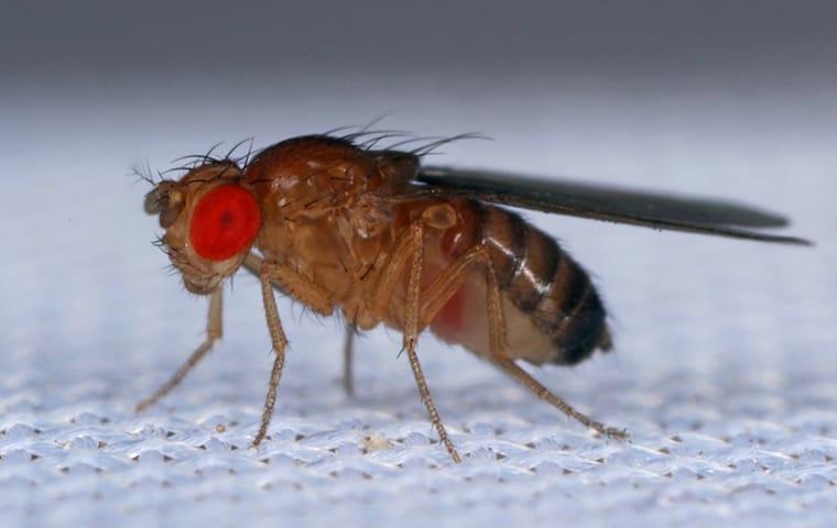 fruit fly pest id