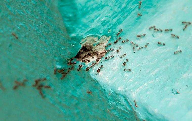pavement ants coming out of a small hole