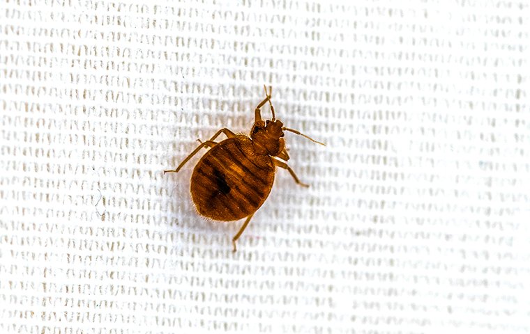 bed bug on the side of a mattress