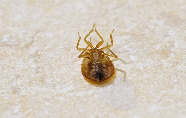 dead bed bug