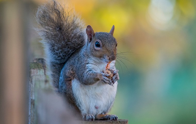 a squirrel eating