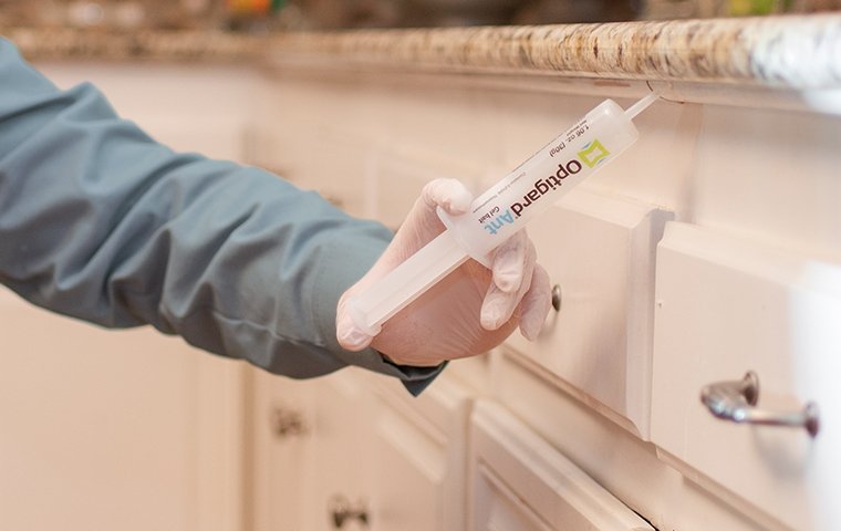 a pest expert treating kitchen with bait