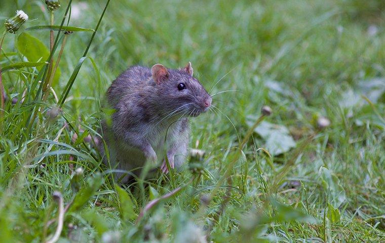 rat sitting in grass outside home