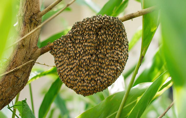 a bee hive covered in africanized honey bees