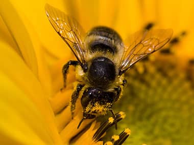 africanized honey bee on a flower collecting nectar