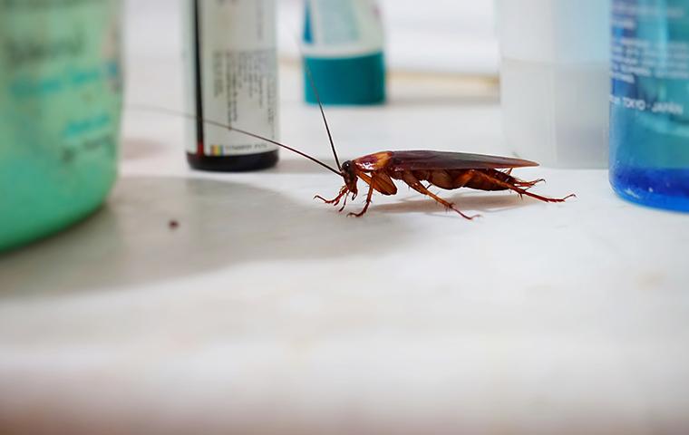 a cockroach crawling on a bathroom counter